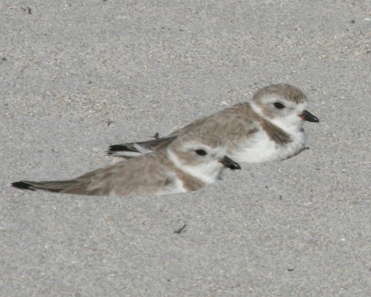 Piping Plover - nonbreeding pair