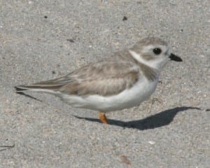 Piping Plover - nonbreeding