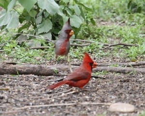 Pyrrhuloxia male & Northern Cardinal male