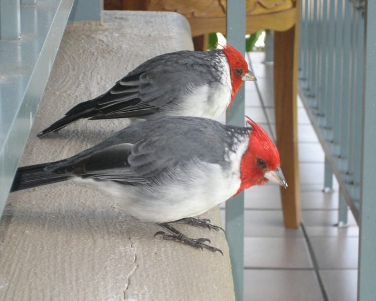 Red-crested Cardinals