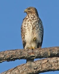 Red-shoulderd Hawk - juvenile