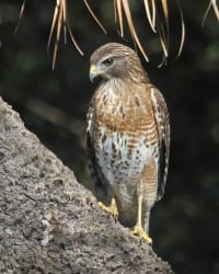 Red-shouldered Hawk - transitional