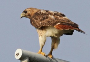Red-tailed Hawk eastern light adult