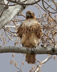 Red-tailed Hawk western light adult