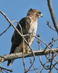 Red-tailed Hawk - eastern light juvenile