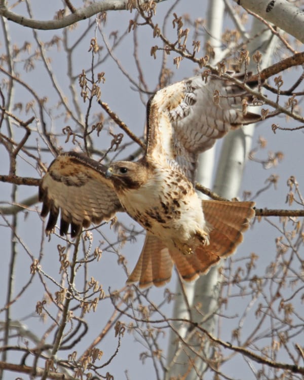 Red-tailed Hawk western light adult in flight