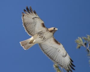 Red-tailed Hawk - eastern light immature