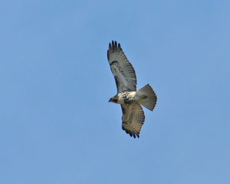 Red-tailed Hawk - eastern light juvenile in flight