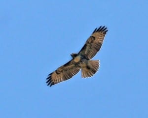 Red-tailed Hawk - western light juvenile in flight