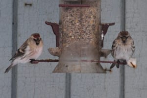 Common Redpoll with Hoary Redpoll