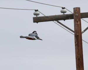 Ringed Kingfisher - female in flight