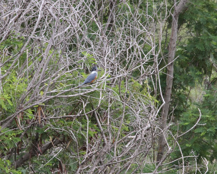 Ringed Kingfisher - female