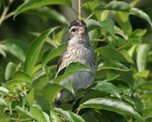 Rose-breasted Grosbeak - female