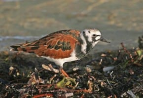 Ruddy Turnstone - alternate (breeding) plumage