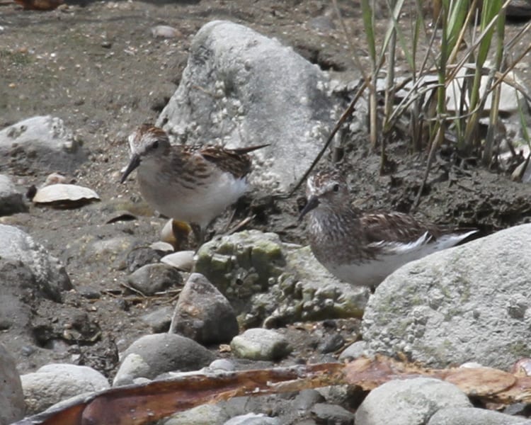 Least Sandpiper - fresh juvenile with worn adult