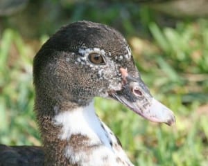 Muscovy Duck (domestic)