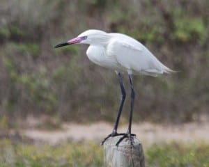 Reddish Egret - white morph