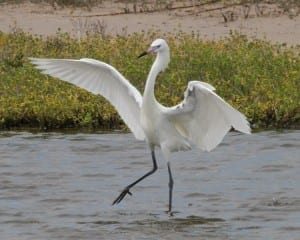 White Reddish Egret dance