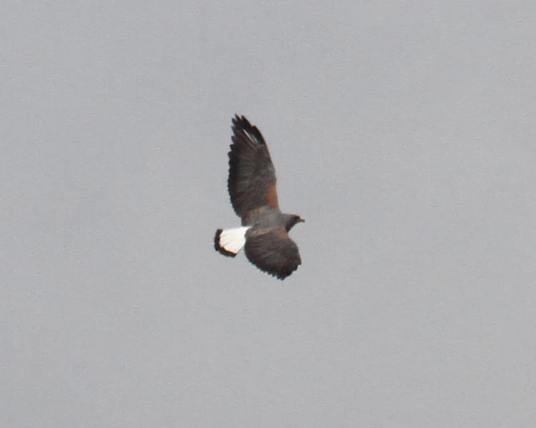 White-tailed Hawk in flight