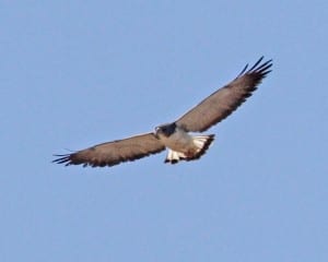 White-tailed Hawk in flight