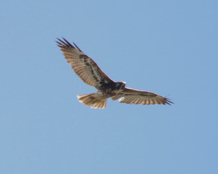 White-tailed Hawk - juvenile