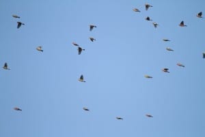 White-winged Crossbill flock in flight