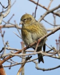 White-winged Crossbill - young female