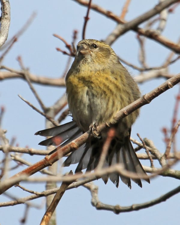 White-winged Crossbill - young female