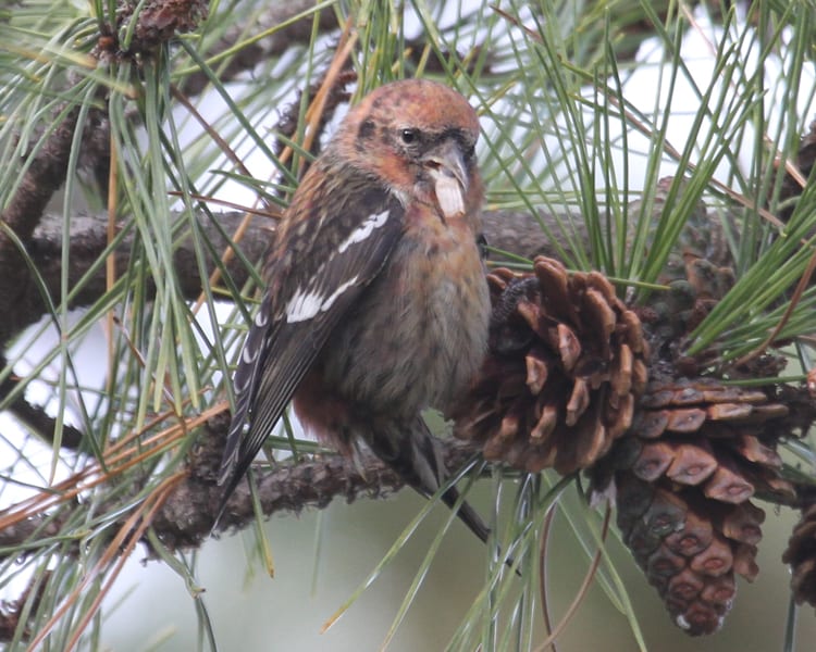 White-winged Crossbill - young male
