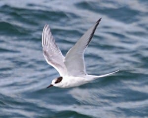 Arctic Tern - first year