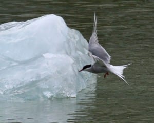 Arctic Tern in flight