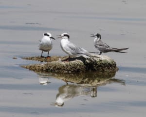 Black Tern with Forster's Terns
