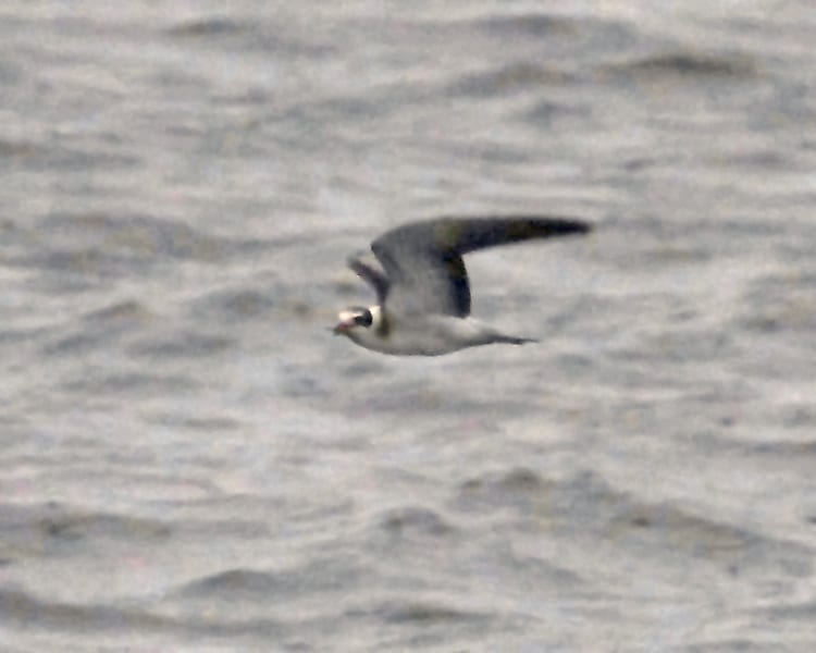 Black Tern - basic plumage in flight