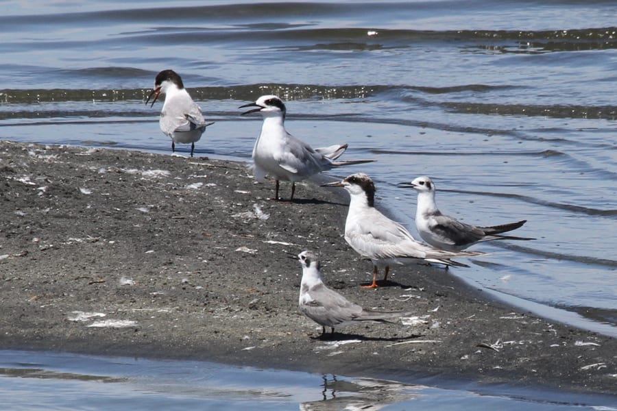 Black Terns with Forster's Terns