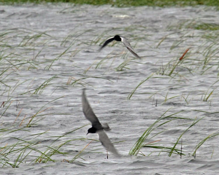 Black Terns in flight
