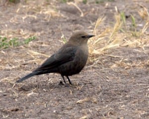 Brewer's Blackbird - female