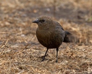 Brewer's Blackbird - female
