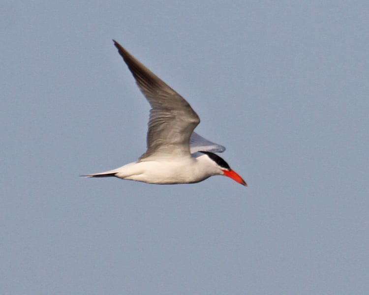 Caspian Tern in flight