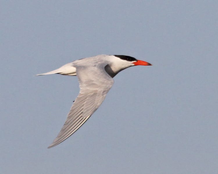 Caspian Tern in flight