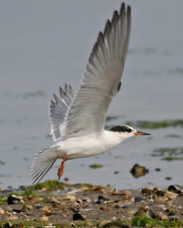 Common Tern - late juvenile