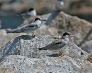 Common Tern - juveniles