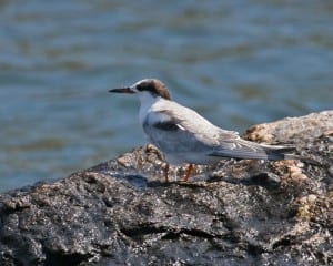 Common Tern - juvenile