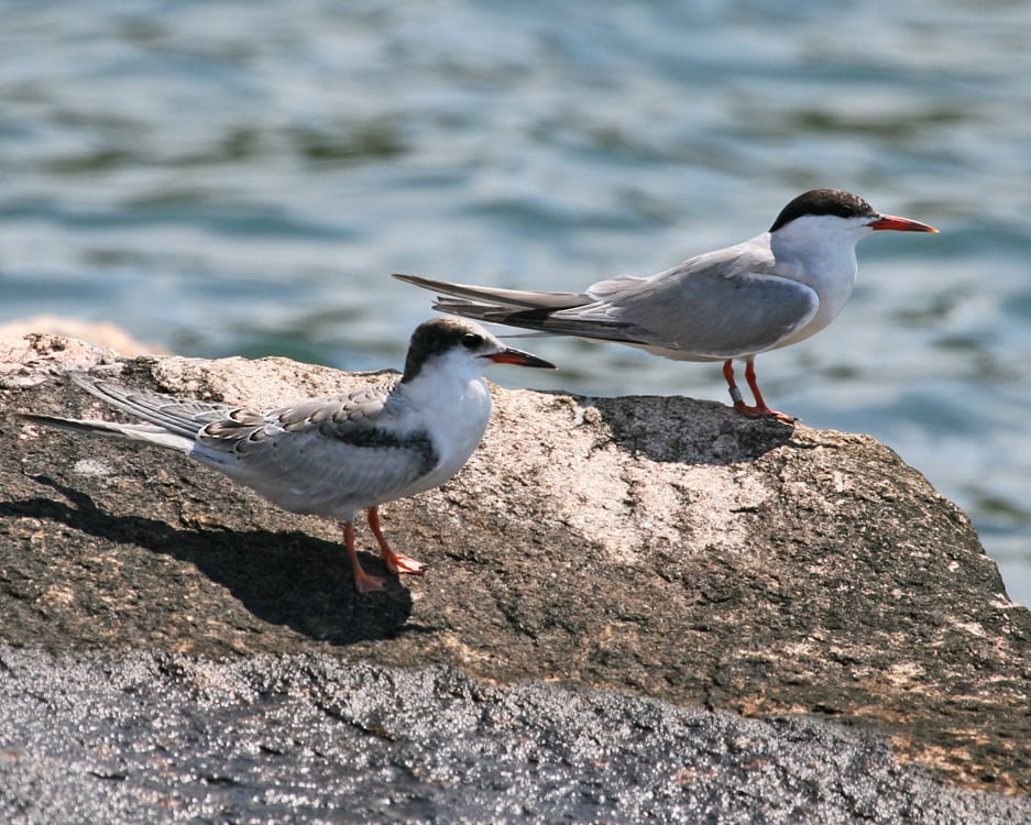 Common Tern - adult with juvenile