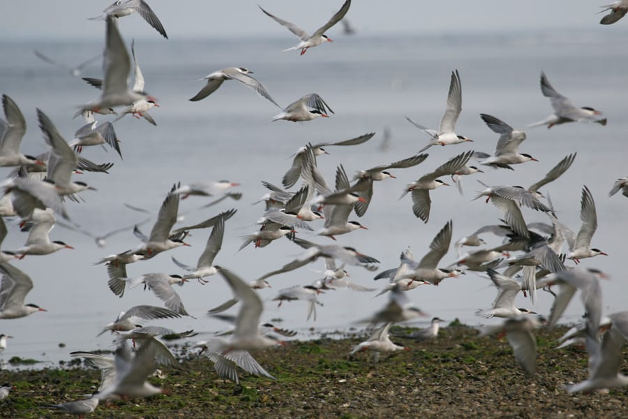 Common Tern - flock