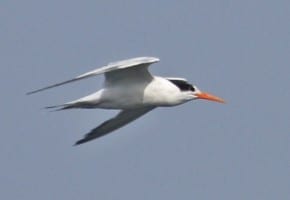 Elegant Tern in flight