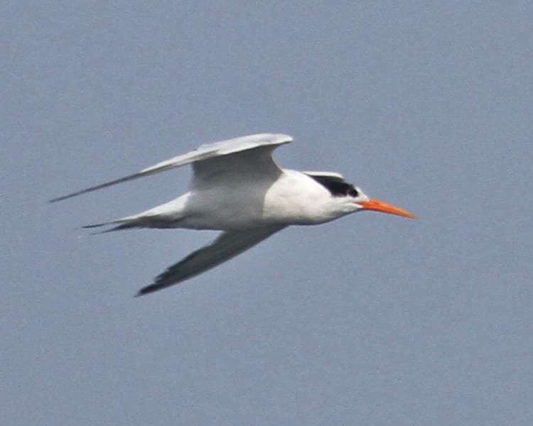 Elegant Tern in flight