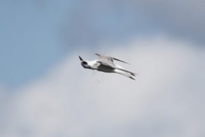 Forster's Tern - aerial acrobatics