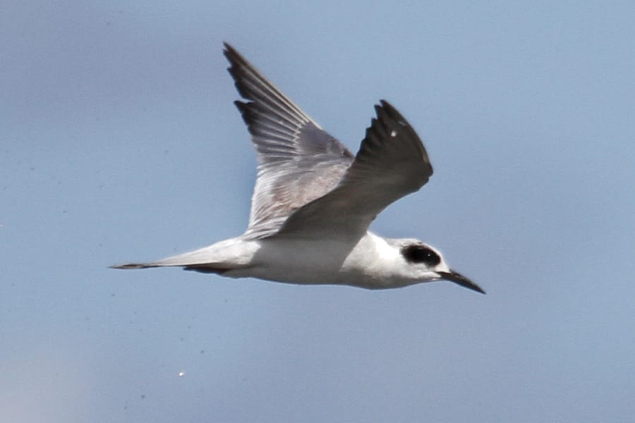 Forster's Tern in flight