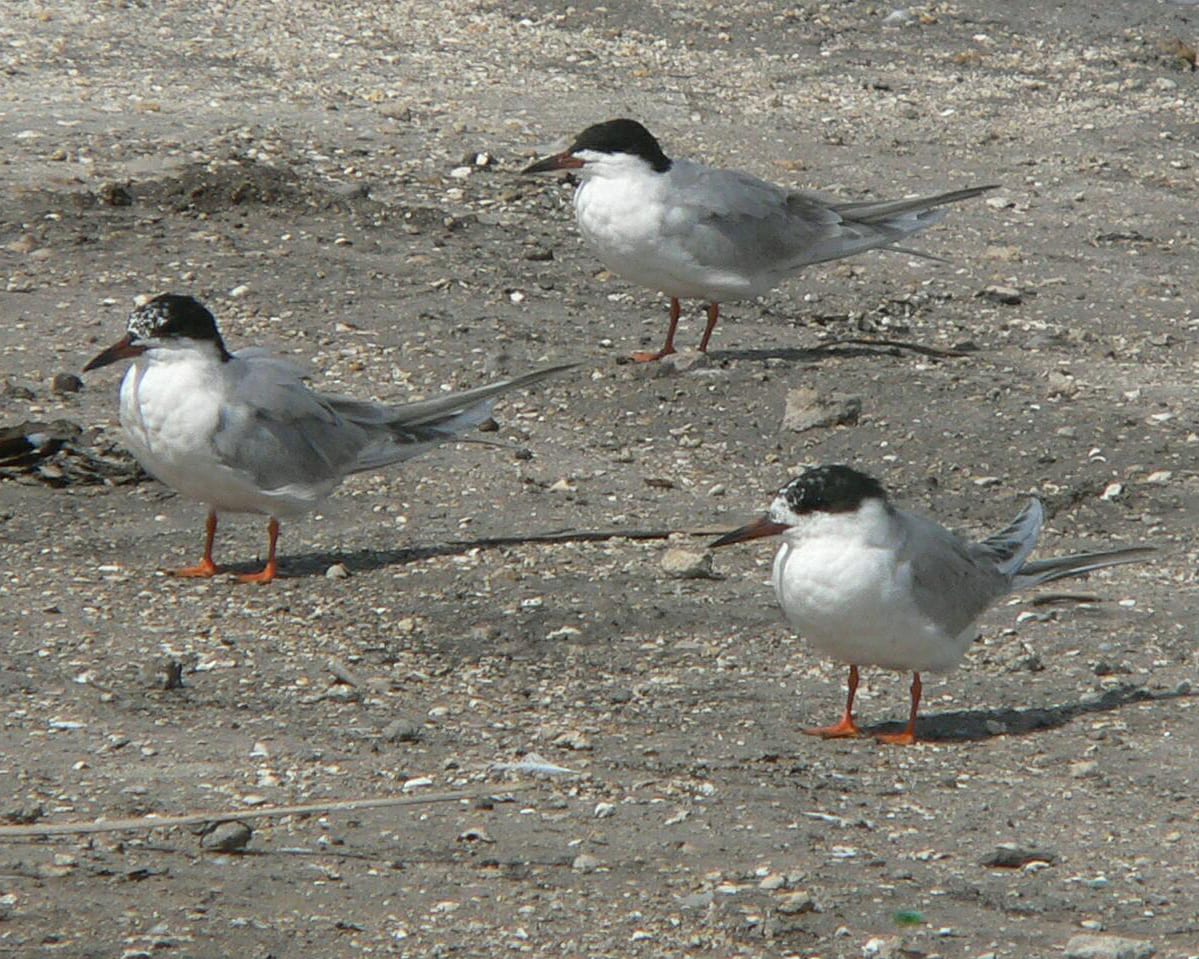 Forster's Terns - molting from basic into alternate plumage
