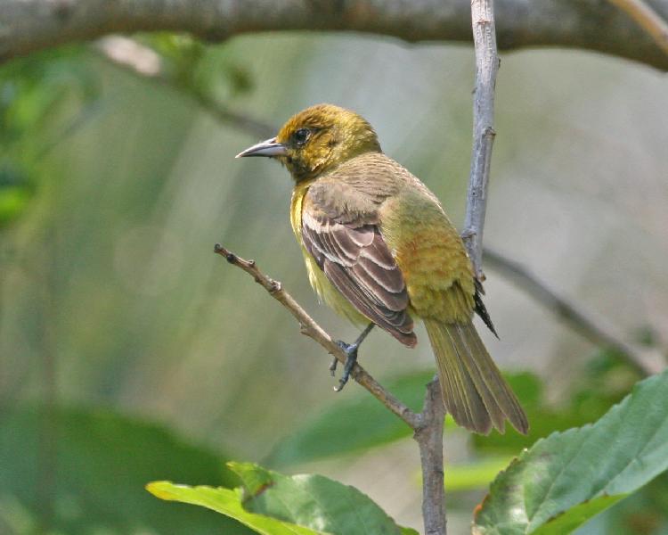 Orchard Oriole - 1st yr male